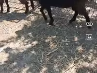 Billy Goat, Goats — photo 2