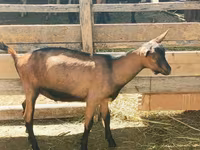 Cabro, Alpine goat — foto 2