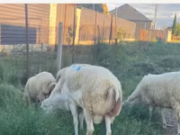 母羊, Sheep — 照片 1