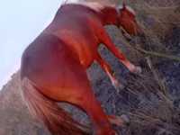 Cavalo, Cavalos — foto 5