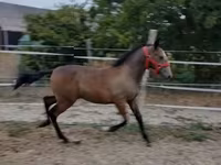 Égua, Lipizzaner — foto 2