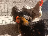 Pekin Bantam — photo 2