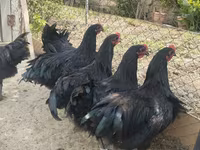 Australorp — photo 1