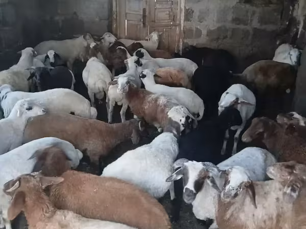 Կաթի գառներ  միս