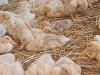 German Pekin — photo 4