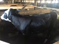 İnək, Yaroslavl cattle — foto 1