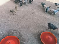 Chickens — photo 1