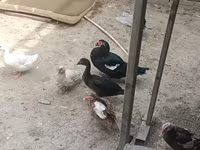 Ducks — photo 3