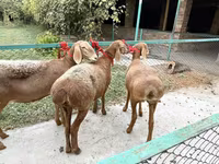 Owca, Arashan sheep — zdjęcie 3