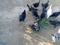 Chickens — फ़ोटो 1