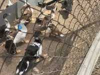 Ducks — الصورة 2