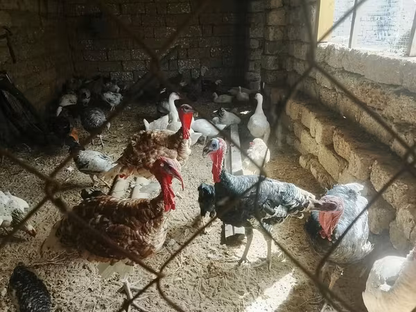 Turkeys — Azerbaijan