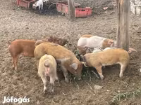 Knur, Świnie — zdjęcie 3