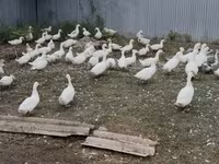 Ducks — zdjęcie 4