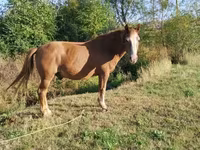 At, Atlar — foto 4