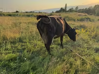 İnək, Mal-qara — foto 6