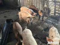 Świnie (partia, płeć nieokreślona), Świnie — zdjęcie 1