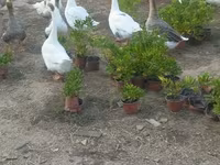 Geese — photo 5