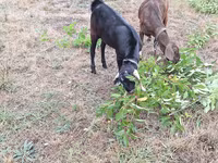 Ziegenbock, Nubian Goat — Foto 2