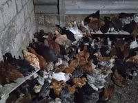 Chickens — photo 4