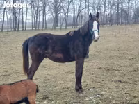 Koń, Hungarian horse breed — zdjęcie 1