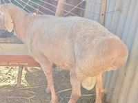 Beran, Rhon sheep — foto 4