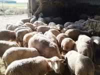 Owca, Ile-de-France sheep — zdjęcie 1