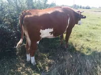 Cow, Ayrshire — photo 2