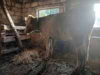 Qoyun, Charollais sheep — foto 3