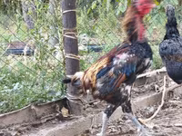 Derbişir Qırmızı Toppalı — foto 5