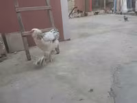 Chickens — foto 4