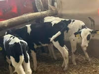 Byk, Russian Black pied cattle — zdjęcie 8