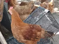 Chickens — Foto 3