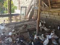 Ducks — foto 1