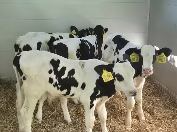 Buğa, Russian Black pied cattle