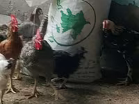 Chickens — 照片 2