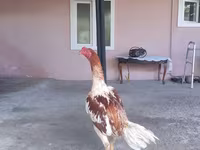 Chickens — photo 1