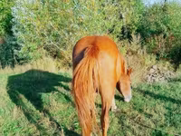 At, Atlar — foto 3