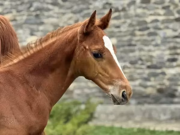 حصان, Anglo-Arabian
