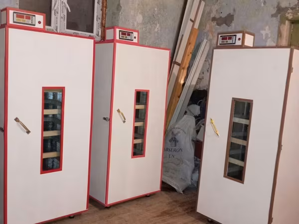 İnkubator 1000 yumurtalıq zakasla yigilir tam afdamat isdeyeyir unvan
