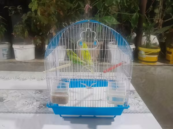 Dalğalı tutuquşular üçün qəfəs dəsti - Metal barmaqlıqlı, qövs
