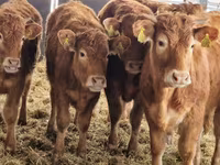 İribuynuzlu mal-qara (partiya, cinsi göstərilməyib), Simmental cattle — foto 1