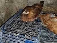 Chickens — foto 3
