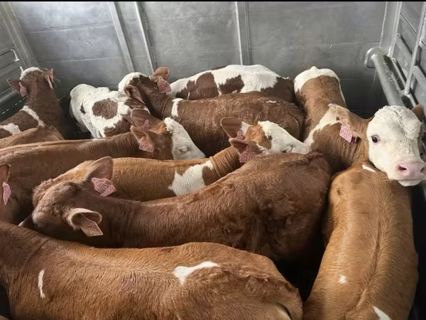 公牛, Simmental cattle