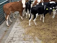 Toro, Simmental cattle — foto 1