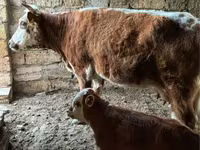 Корова, Latvian Blue cattle — фото 3