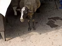 Qoyun, Romanov sheep — foto 4
