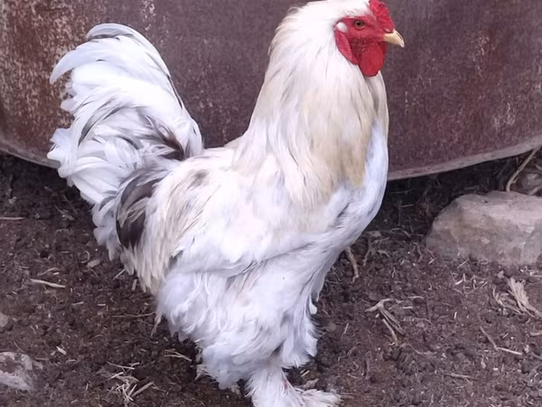 Brahma — Azerbaijan