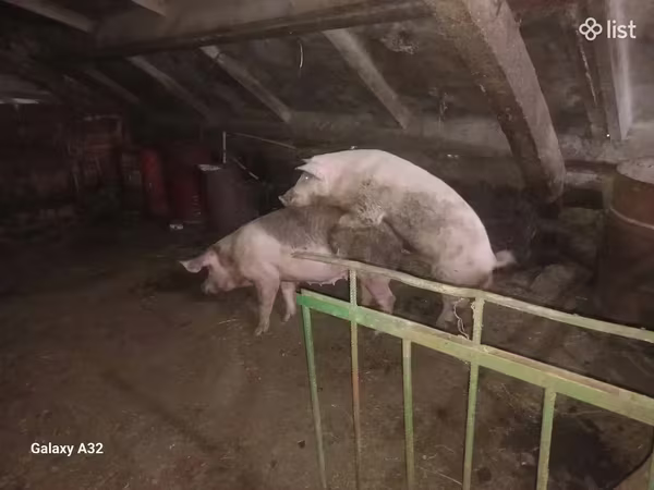 Свиноматка, Свиньи