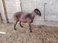 Qoyunlar (partiya, cinsi göstərilməyib), Blackheaded Persian sheep — foto 4